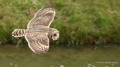 Velduil - Short-eared Owl (Asio flammeus)