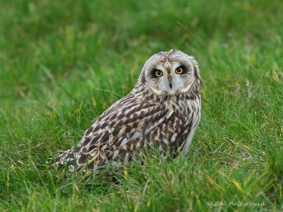 Velduil - Short-eared Owl (Asio flammeus)