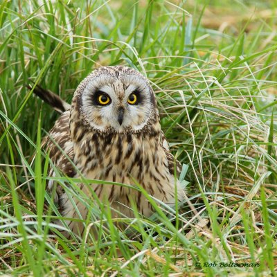 Velduil - Short-eared Owl (Asio flammeus)