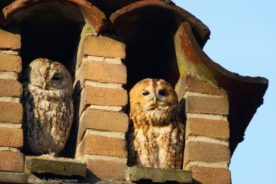Bosuil - Tawny Owl - Strix aluco