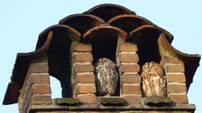 Bosuil - Tawny Owl - Strix aluco