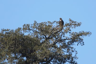 Iberian Eagle (Aquila adalberti)