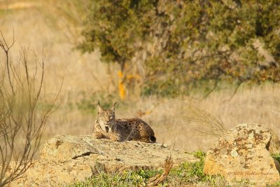 Iberian Lynx (Lynx pardinus)