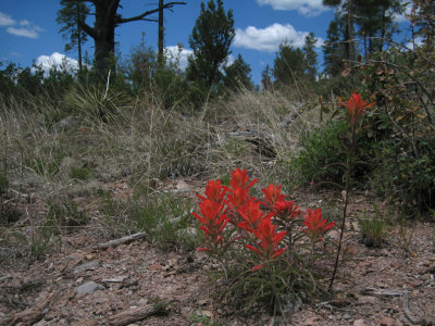 Indian Paint Brush