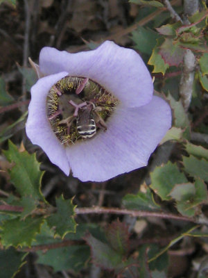 Sego Lilly with bee