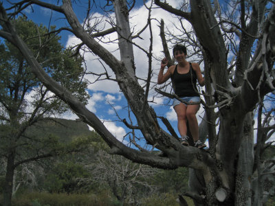 Britt still in a tree