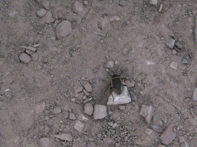 Bug on the trail