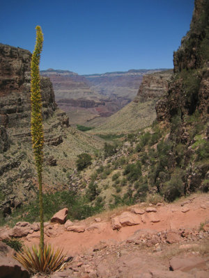 Looking towards Indian Gardens on the Bright Angel Trail