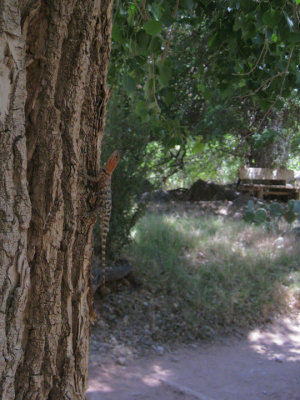 Tree Lizard at Indian Gardens