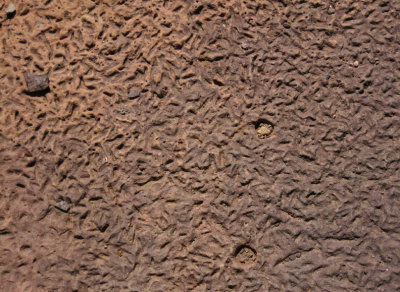 Fossilized mud tracks (correct me again)