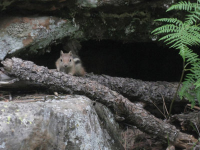 Chipmonk emerging from the overhang