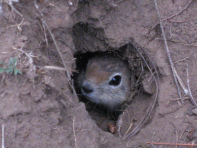 Chipmonk checking out the photographer