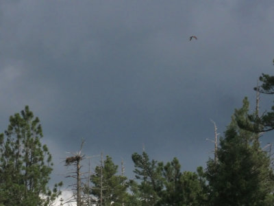 Eagle flying over an eagle nest