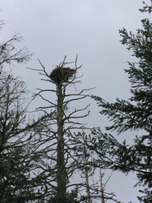 Eagle nest from nearby