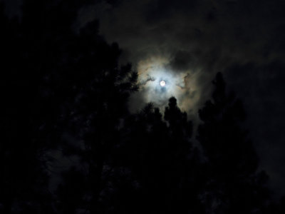 Full Moon in the Forest