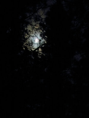 Full moon through the trees