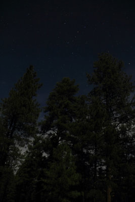 Cassiopeia above the treetops