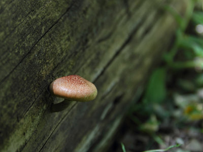 Mushroom making a 90 degreer