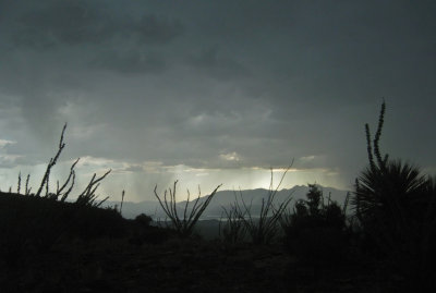 Faraway storm seen through the closeup vegetation