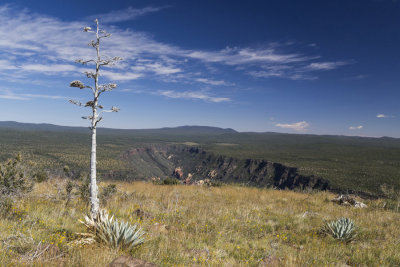 Agave and Munds Canyon