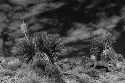 _MG_0034_proc_bw_c.jpg