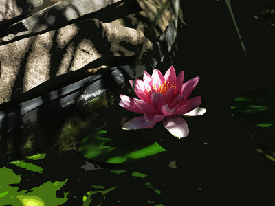 pond bloom