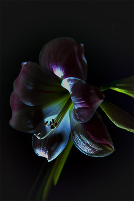 DSC_5170h.jpg