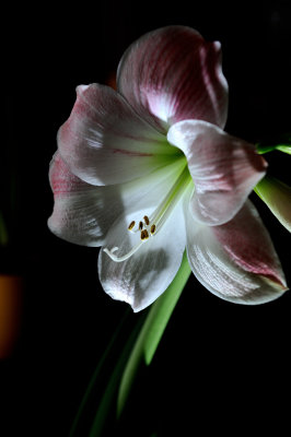 houseplant 4.jpg