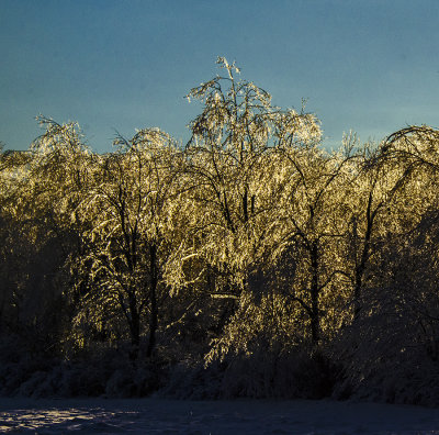 ice trees 2