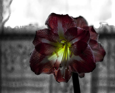 amaryllis 02