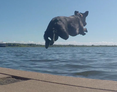 Dock dog 1.jpg