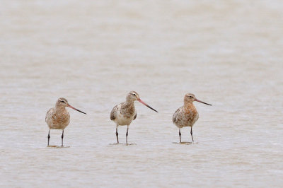 Myrspov-Bar tailed godwit-(Limosa Lapponica)
