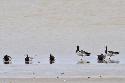 Vitkindad gs-Barnacle goose-(Branta Leucopsis)