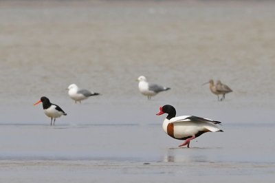 Gravand-Common shelduck-(Tadorna Tadorna)