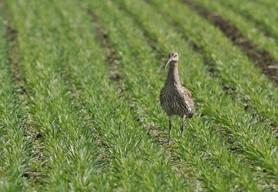 Storspov-Eurasian curlew-(Numenius Arquata)
