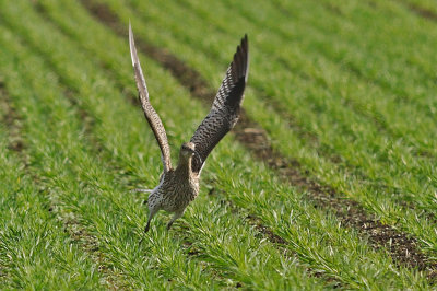 Storspov-Eurasian curlew-(Numenius Arquata)