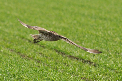Storspov-Eurasian curlew-(Numenius Arquata)