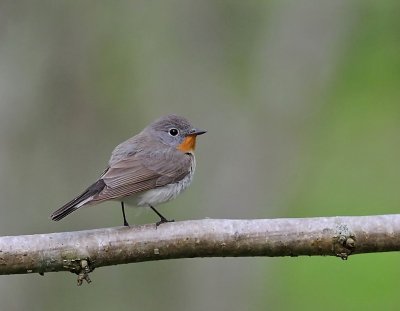Mindre flugsnappare-Redbreasted flycatcher-(Ficedula Parva)