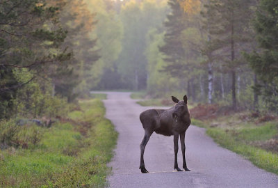 lg-Elk-(Alces Alces)