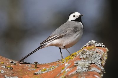 Sdesrla-White wagtail-(Motacilla Alba)