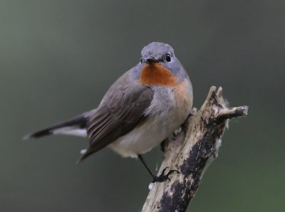 Mindre flugsnappare-Redbreasted flycatcher-(Ficedula Parva)
