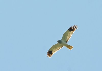 Bl krrhk-Hen harrier-(Circus Cyaneus)