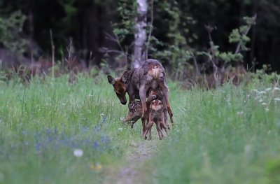 Rdjur-Roe deer-(Capreolus Capreolus)