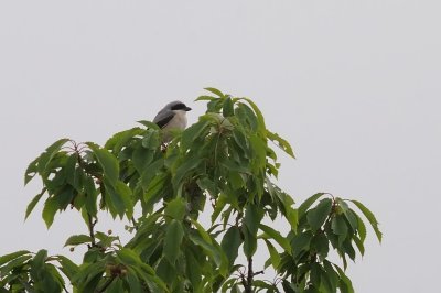 Svartpannad trnskata-Lesser grey shrike-(Lanius Minor)