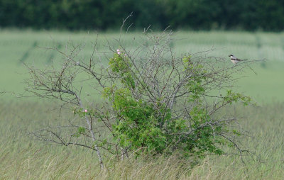Svartpannad trnskata-Lesser grey shrike-(Lanius Minor)