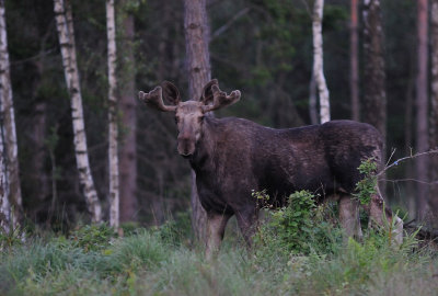 Nygrdstjuren 2013