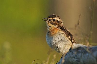 Buskskvtta-Whinchat-(Saxicola Rubetra)
