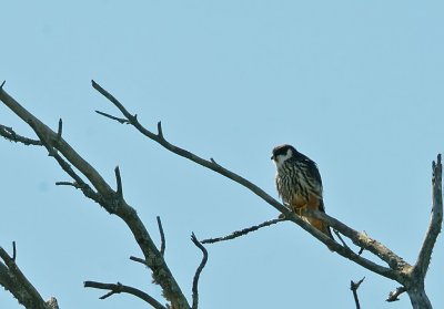 Lrkfalk-Eurasian hobby-(Falco Subbuteo)