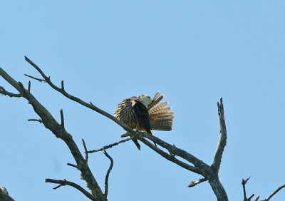 Lrkfalk-Eurasian hobby-(Falco Subbuteo)