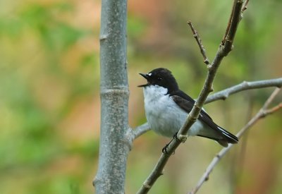 Svartvit flugsnappare-Pied flycatcher-(Ficedula Hypoleuca)